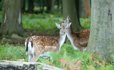 two female fallow deer a few meters away in the heart of the Roumare forest not far from Rouen in Normandy