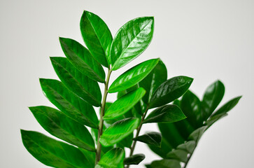 green leaves of zamioculcas on a white background