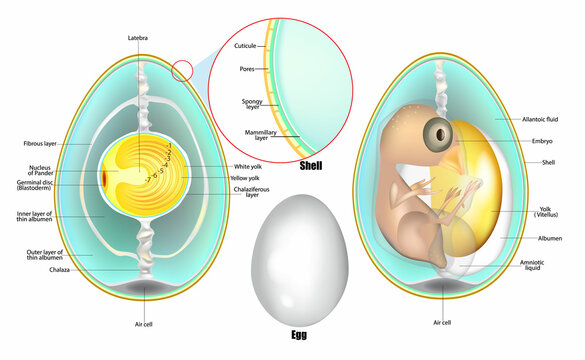 Structure Of Egg. Anatomy of a bird embryo. Chicken Egg Development. Vector