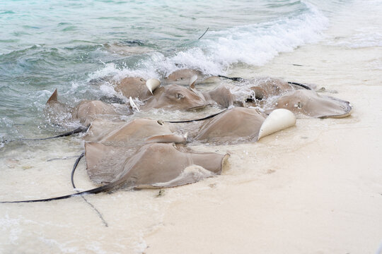 Feeding stingrays at a Maldivian resort