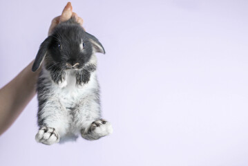 a woman's hand holds a black-and-white domestic rabbit by the withers, a light uniform background