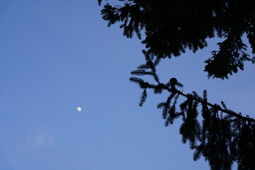 Mondschein im Wald mit Schattenriss eines Baumes und blauem Himmel zur blauen Stunde, Tanne