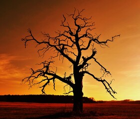 Samotne drzewo stary dąb