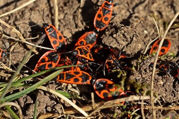 Paarung der Gemeinen Feuerwanze (Pyrrhocoris apterus).