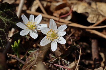Blühende Buschwindröschen (Anemone nemorosa)