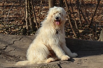Goldendoodle mit geschlossenen Augen auf Baumstamm © Schmutzler-Schaub