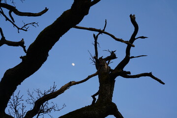 Fototapeta na wymiar Mondschein im Wald mit Schattenriss eines Baumes und blauem Himmel zur blauen Stunde, Eiche