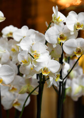 Fototapeta na wymiar Gorgeous White Orchid Phalaenopsis Hybrid
