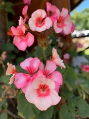 pink hibiscus flower