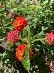verbena flower orange