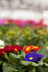 Primrose and garden flowers and plants. Gardening concept