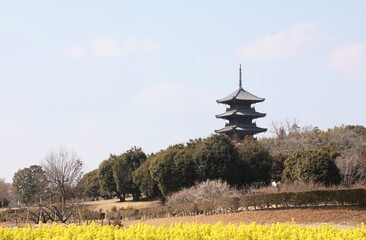 菜の花畑などの自然に囲まれた備中国分寺の五重塔