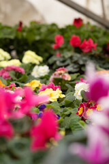 Primrose and garden flowers with plants. Gardening concept