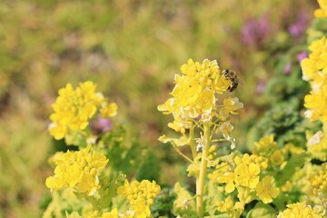 春の菜の花畑で蜜を集めるミツバチ