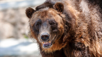 Fototapeta premium Close-up portrait of a happy grizzly bear looking around