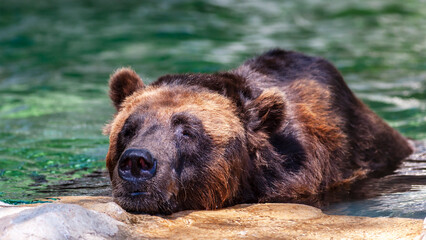 Close-up portrait of a happy grizzly bear cooling off in a stream on a hot summer day