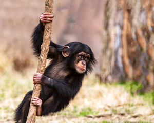 Cute baby chimpanzee swinging from a vine playing and having fun
