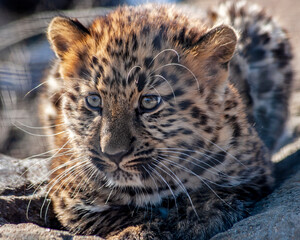 Close- up portrait of a cute Amur leopard cub