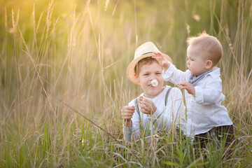 The brothers are walking on a summer meadow in the rays of the setting sun. Children have fun playing with dandelions. Sunset in the park.