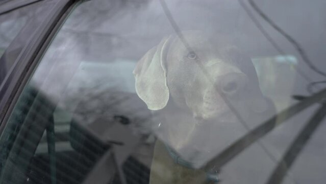 Dog is left alone in a locked car. Leaving pets locked in cars is never safe. Danger of overheating or hypothermia. Negligence of the owner and a threat to health