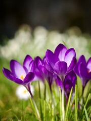 Spring Crocus 