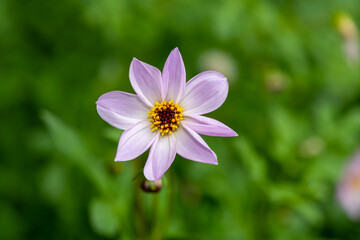 Obraz premium Close up of a pink dahlia flower in bloom