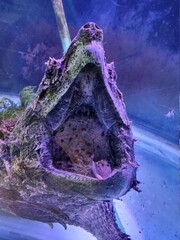 Alligator snapping turtle in the water. High quality photo
