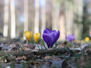 Krokus wiosenny - fioletowy - kolorowe kwiaty - szafrany zółte - polana - w tle pnie wysokich...