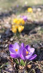 Krokusy wiosenne - Crocus vernus - fioletowe i żółte, piękne kwiaty na polanie - szafrany