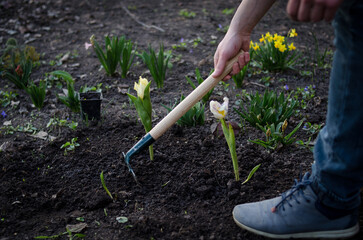 Gardener planting flowers in the spring garden
