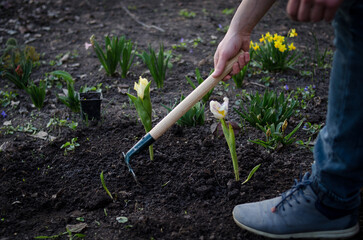 Fototapeta premium Gardener planting flowers in the spring garden 