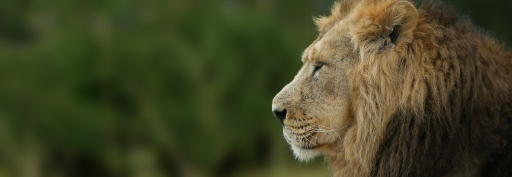 Male lion in forest. Shallow focus, blurred background. Copy space.