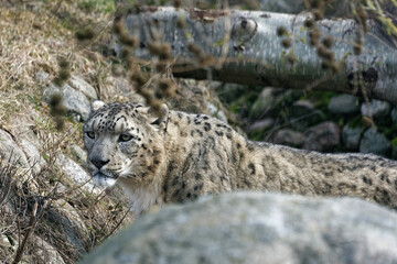The snow leopard (Panthera uncia), also known as the ounce