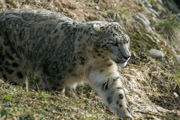 Fototapeta na wymiar The snow leopard (Panthera uncia), also known as the ounce