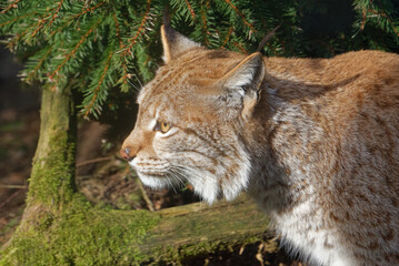 Portrait of Eurasian lynx.