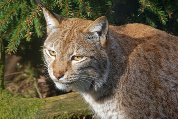 Portrait of Eurasian lynx.