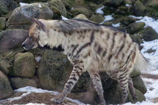 Striped Hyena (Hyaena Hyaena)