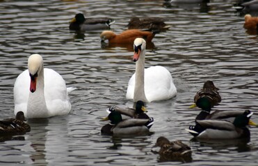 Ducks and swans on the lake