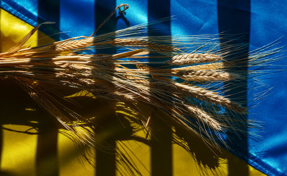 Bunch of golden ears of wheat on yellow and blue, colors of the Ukrainian national flag.