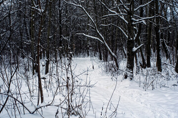 Fototapeta premium winter forest on a cloudy day