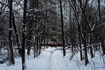 winter forest on a cloudy day