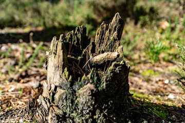 stump in the forest