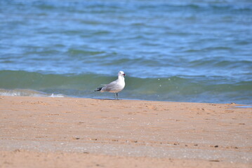 Fototapeta premium Möwe am Strand 