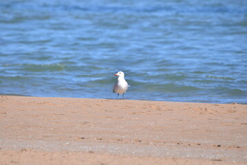 Möwe am Strand 