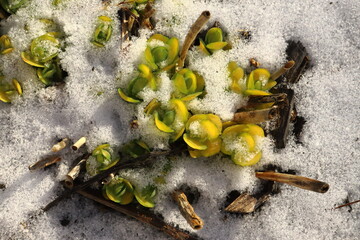 Sedum plant emerging from snow on an early spring morning close up