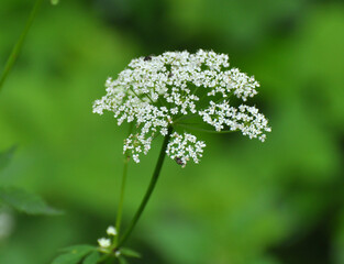 Aegopodium podagraria grows as a weed in nature