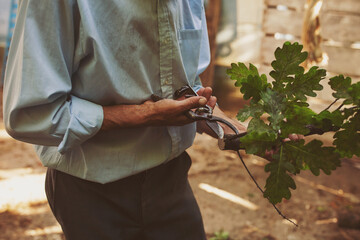 Close up of peasant hands picking an branch with scissor. Man cuts tree branches with a hand saw.
