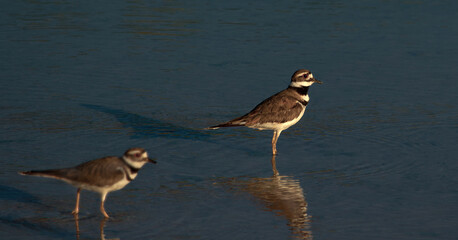 Two Killdeer birds searching for food with selective focus