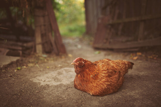 An image of a feathered animal a red hen lay at a fence. Portrait of red laying hen seeting on ground with blur background.