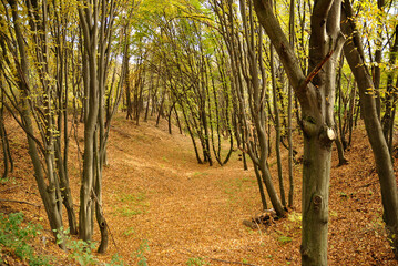 Fototapeta premium autumn nature yellow tree leaves